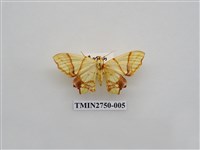 藏品(尺蛾316)的圖片